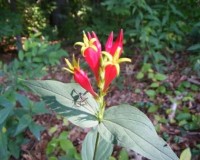 spigelia marilandica ragsdaler.jpg